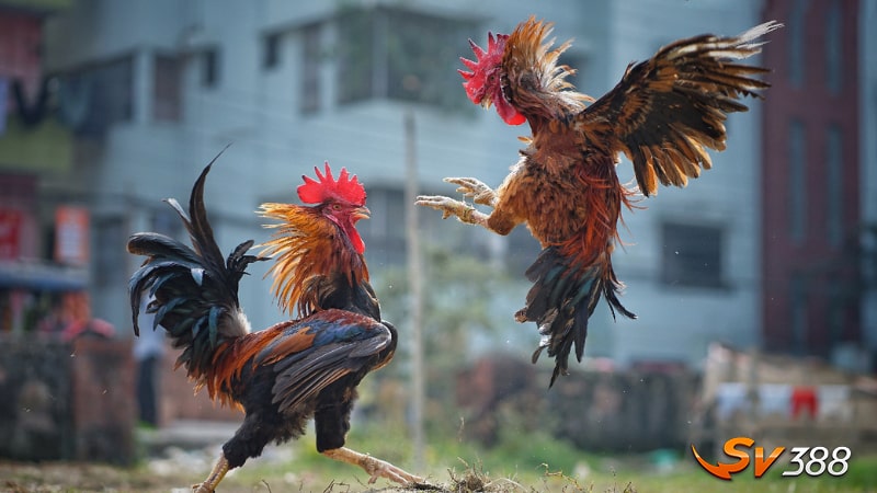 Cac-quy-trinh-va-luat-choi-co-the-thay-doi-tuy-vao-tung-dia-phuong