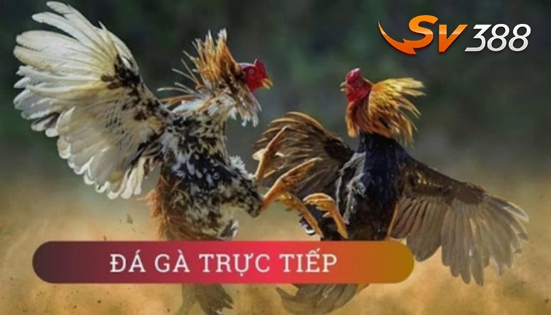 Tìm hiểu về đá gà trực tiếp châu Âu