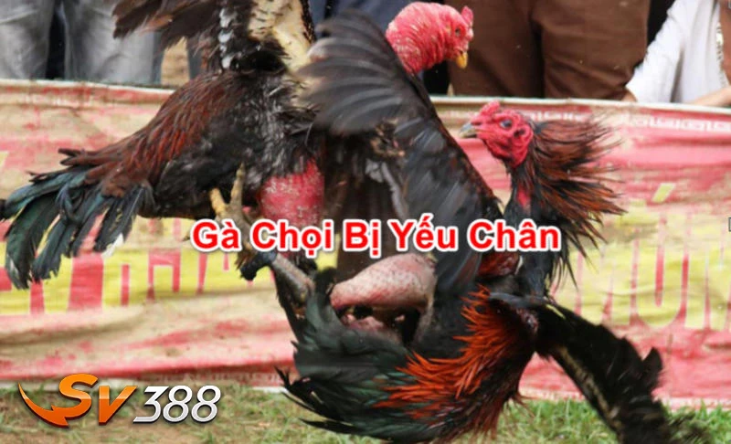 Cách nhận biết gà chọi yếu chân