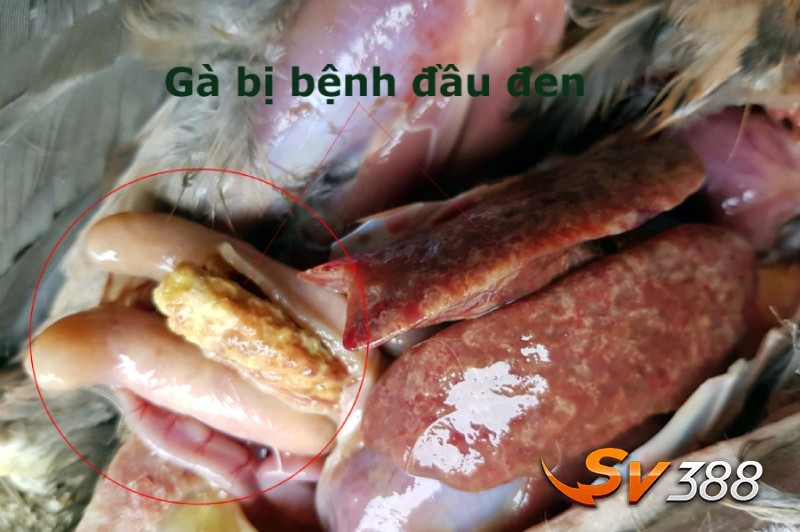 Bệnh đầu đen – Bệnh trên manh tràng và gan của các giống gia cầm