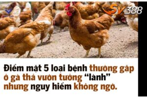 Bệnh tụ huyết trùng – Các loại bệnh thường gặp ở gà thả vườn