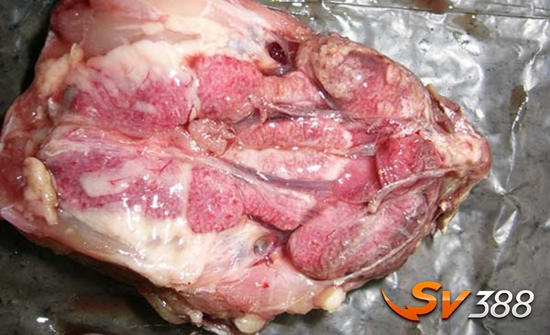 Biểu hiện khi gà bị mắc bệnh gout